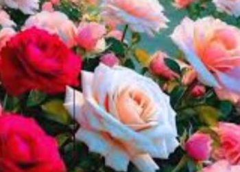 شذرة شعرية /بهية الطشم