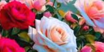 شذرة شعرية /بهية الطشم